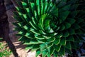 Aloe polyphylla